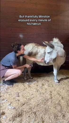 Sweet moments with Winston the donkey! 🥰 #donkey #horsegirls #equestrian #cuteanimals