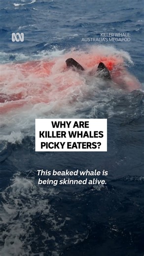 3.5M views · 27K reactions | Killer whales are more like us than you may think. Killer Whale: Australia’s Megapod — Stream now on ABC iview or Tuesday 26 August 8.30pm on ABC TV: https://ab.co/KillerWhaleAustraliasMegapod | ABC Science | Facebook
