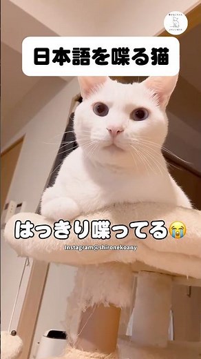 A genius cat that understands and speaks Japanese. #talkative #cat #rescuedcat #catvideo #whitecat