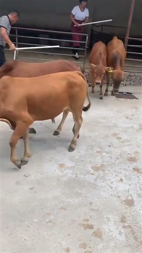 Improved Beef Calves Farming#ImprovedBeefCalves #CattleFarming #RuralCattleRaising