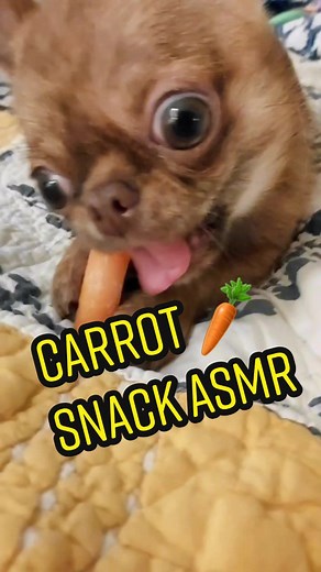 STOP EVERYTHING and watch Merkin eat a 🥕! Also we are using a towel next time 🤣#merkinwarbeck #dukeofbork #merkinbequirkin #dogseating #asmr #mouthsounds #gremlin #gremlinnoises #petsoftiktok #dogsoftiktok #chihuahuastiktok #mythicalbeastsoftiktok #cute #summervibes