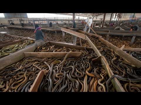 There Are More SNAKES Than PEOPLE Here | The Creepiest Places on Earth