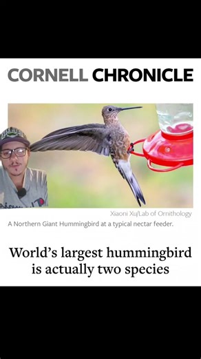 The World's biggest hummingbird is now two species #gianthummingbird #hummingbird #fyp #nature #educational #newspecies