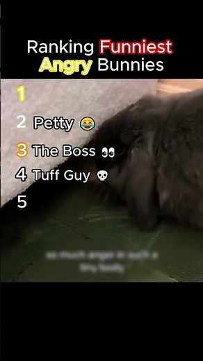 Top 5 Funniest Angry Bunnies 😡🐰