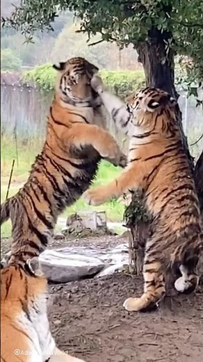 ＼2025年7月15日に誕生した3頭のアムールトラの子どもたち🐯🐯🐯 ／ 遊びすぎて泥だらけ！！