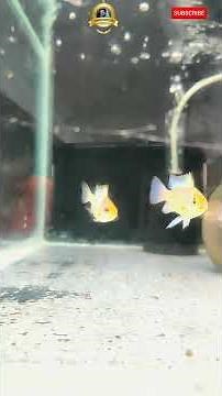 Krish guppy farm ലെ ഏറ്റവും പുതിയ cichlids fish കളെ കാണാം !Amazing guppy farm in Trivandrum! #Shorts