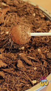 Lollipop Prank 🤣 Never Repeat It! | 123 GO House