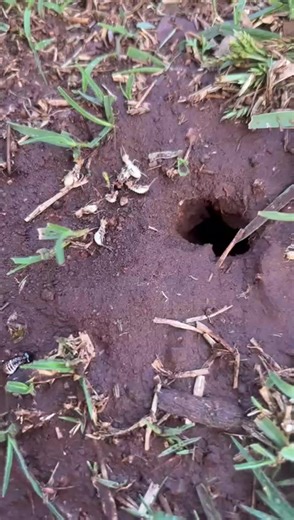 Termite eradication 0699675736