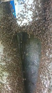 18K views · 280 reactions | Swarm Going into my Bucket | Swarmstead Bees and Gardening | Facebook