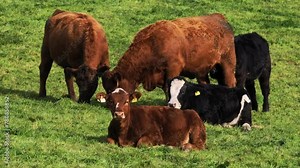 The video shows cows of different colors in a green pasture.