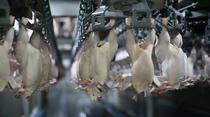 Chicken processing line at poultry farm. Chicken meat production line. . Food industry.