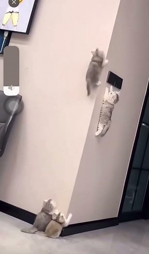 Adorable Wall-Climbing Cats | 可愛的壁虎貓咪 #cutecats #kitten #kitty