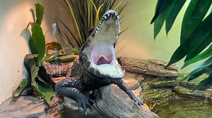 That’s a pretty big yawn for the smallest species of crocodile! Dwarf crocodiles grow to just under 5 feet in length. That might not sound small, but it is when compared to the largest species, the saltwater crocodile, which can grow to be a whopping 17 feet in length! The dwarf crocodile is practically tiny in comparison. | Bronx Zoo