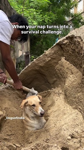 Comfort stray dogs rescue (@comfortstraydogsrescue)’s videos with original sound - Comfort stray dogs rescue