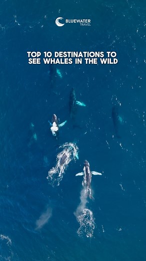 🐋 Our top 10 destinations to see whales in the wild! From humpbacks and orcas to mighty blue whales and sperm whales, these are the best places on Earth to witness the ocean’s most majestic giants.👇👇 🇲🇽 Socorro Islands, Mexico - Dive with humpbacks, dolphins & giant mantas in this remote Pacific archipelago. 🇳🇴 Northern Norway - Snorkel with orcas and humpbacks beneath the northern lights. 🇹🇴 Tonga - One of the few places where you can swim with humpback whales in warm tropical waters.