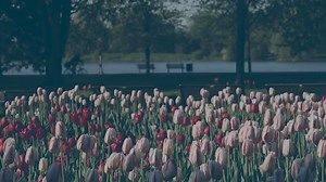 6.8K views · 86 reactions | Each Spring, One Million Tulips Bloom in Ottawa and Gatineau! Discover Canada’s Capital in full bloom!  | National Capital Commission | Facebook