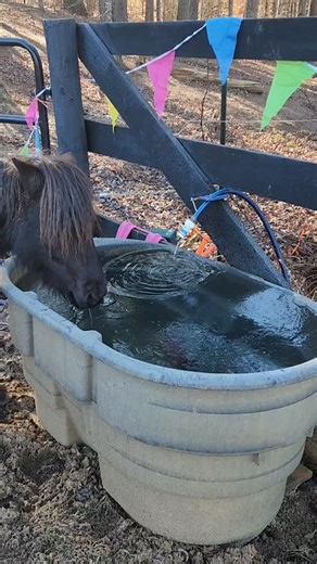 Sympatico Equine | Sydney MSc, CSB-D, CPDT-KA on Instagram: "Work smarter NOT harder All the horse care is up to me. I don’t have help. So, I'm all about anything that increases effciency and gives me more time with my horses, actually enjoying them and not just breaking ice and scooping poop all winter. This is at the top of my list of favorite hacks. Can't run electric to your tanks like me? Solution granted! Link in bio What are your favorite wintertime hacks?? ⬇️✨️ Tell me your secrets #hors