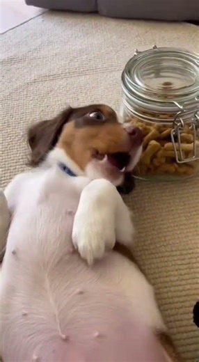 I could listen to that chomping all day long satisfying crunch sounds #asmr #crunch #relax