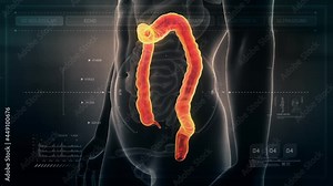 Anatomy of Human Male Colon on Futuristic Medical Interface dashboard. Seamless Loop. Animation