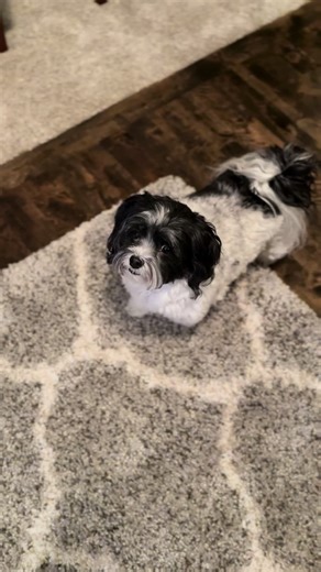 The Party Pup - When you know you have guests coming for a party. #dog #dogs