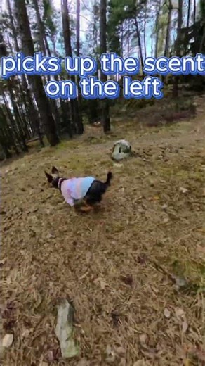 Mantrailing with a Yorkie