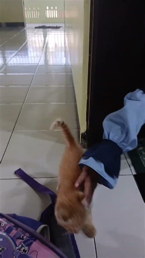 kucing ikut mengaji tpa di masjid #youtubeshorts #shorts #foryou #funny