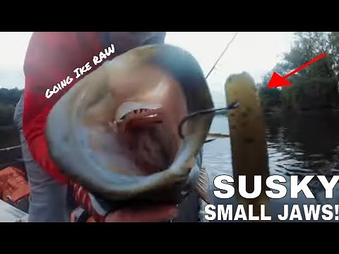 Susquehanna River SMALLMOUTH BASS FISHING!