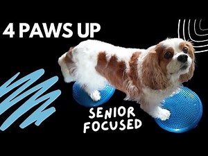 At-Home Physical Therapy for Dog's Back Legs and Strength | Senior Cavalier Physiotherapy Exercises
