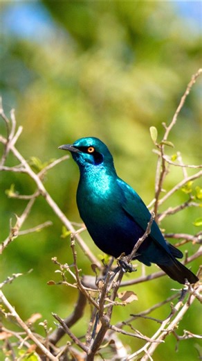 Bird Sounds for Relaxation, Focus & Mental Calm | Natural Nature Ambience