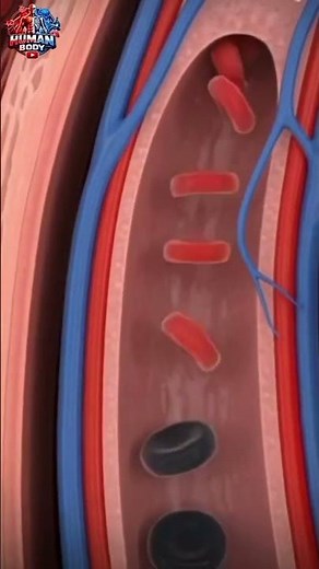 Blood Flow Anatomy: Capillaries, Veins, Coronary Artery | #bloodcirculation