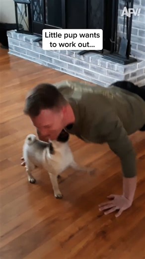 Everyone wants to get those gains! 🤣 #afv #dogs #cute | America's Funniest Home Videos