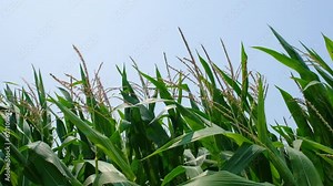 Close up view on corn field of green corn stalks and tassels and blue sky. Agricultural concept with corn field. Full HD slow motion resolution video of corn field.