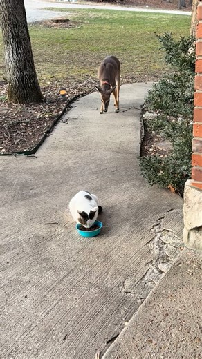 This is the longer video of Benny with the stray cat, Random, I don’t even think Benny was hungry, he was just trying to show who’s the boss around here.😆😆🤦🏼‍♀️ #GoldenRetriever #hike #cats #dogs #catsofinstagram #chickens #hikingcats#Nature #deer #duck #trails#animals #squirrel #fyp #funny #hike #hiking #trails | Brown Hiking Trails