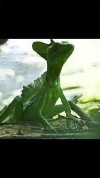 This Animal Breaks the Laws of Physics #facts #marinemystery #animals