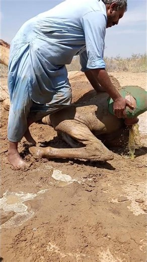 لحظةُ الفوضى في الصحراء حين سقط الإناءُ وانقلب كلُّ شيء!