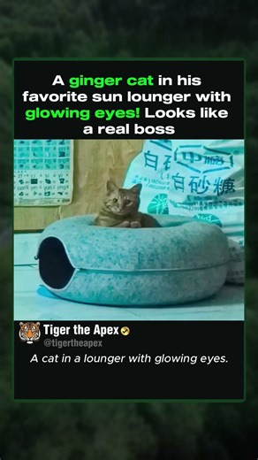 Cute Cat Stares with Shining Eyes #cat #cuteanimals