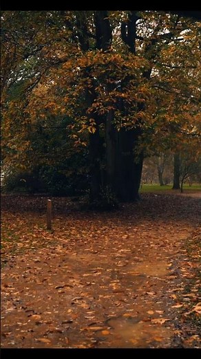 “Autumn Walk in Heavy Rain 🌧️🍂 (Relaxing ASMR Short)”