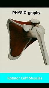 61K views · 714 reactions | Rotator Cuff Muscles #shoulderpain #shoulders #rotatorcuff #anatomy #biomechanics | PHYSIO-graphy | Facebook