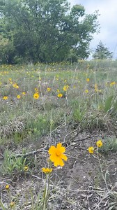 Our public lands need active management. If we’re actively stopping the spread of naturally started wildfires then we’re altering the landscape by keeping something away from it that it needs! #nativehabitatproject #conservation #grasslands #missouri #ozarks | Native Habitat Project