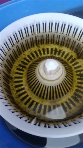 new guppy fish in my fish tank.#new fish fry#happy guppy happy life👆👍🙏🐟🐟🐟