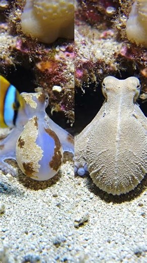 Octopus Camouflage Failure & Learning | Developmental Biology Cinematography Documentary