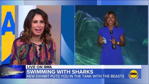 Go inside a new exhibit that brings you inches away from sharks