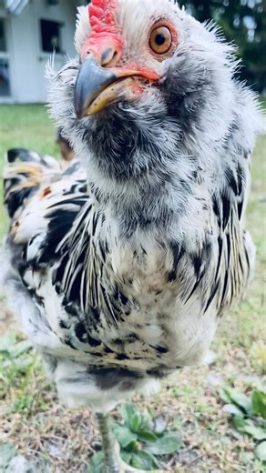 1K views · 41 reactions | When you’re vibing so hard the world feels 3D and you’re the main character of the barnyard blockbuster. | Sanctuary at Solid Rock | Facebook