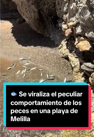 🐟 El peculiar comportamiento de los peces en una playa de Melilla: este fenómeno suele darse cuando un depredador se encuentra cerca 👉 Cuando los peces pequeños o medianos son perseguidos por peces más grandes, se dirigen a zonas muy poco profundas donde sus perseguidores no pueden entrar 📹 Vídeo cedido por @blako57 en tiktok #peces #melilla #playa #mar #españa