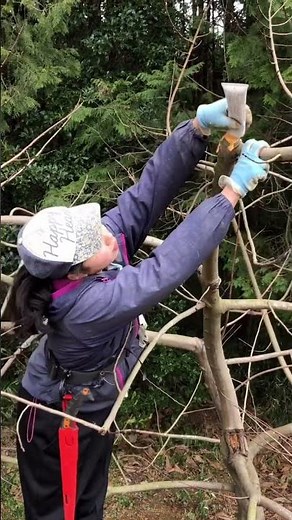幻の果実、ポポーの剪定するよ‼️ #摂食障害からの回復施設 #なのはなファミリー #農業 #ポポーポポポポ #剪定 #剪定作業 #剪定鋏 #畑 #畑のある暮らし #畑作業 #畑仕事 #アウトドア
