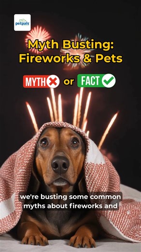 🎆🐾 Fireworks & Pets: Busting the Myths 🐾🎆 Fireworks season can be stressful for our four-legged friends and with so much advice out there, it’s easy to get confused about what really helps. That’s why Petpals has put together a video to help dispel some of the most common myths about pets and fireworks, including: ❓Can pets really smell fear? ❓Will comforting my pet make them more fearful? ❓Will my pet get used to fireworks over time? ❓If my pet hides, should I pull them out to comfort them?