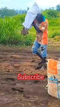 Adding chicken manure before making garden beds.