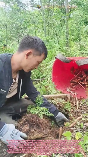🌿 Le trésor des sous-bois : Déterrer des racines sauvages à la main dans la forêt