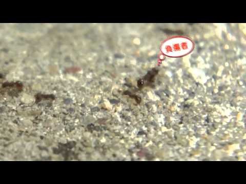 アリの行列・・・よく働くなぁ～