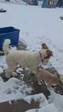 Escape Attempt: Failed! Not on My Watch!